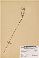 藏品(綠竹)的圖片